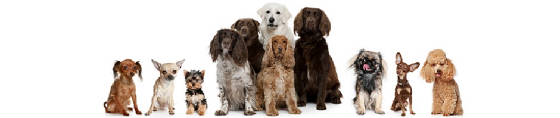 dog-banner.jpg