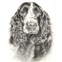 english-springer-thumb.jpg